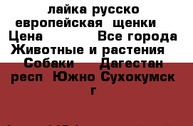 лайка русско-европейская (щенки) › Цена ­ 5 000 - Все города Животные и растения » Собаки   . Дагестан респ.,Южно-Сухокумск г.